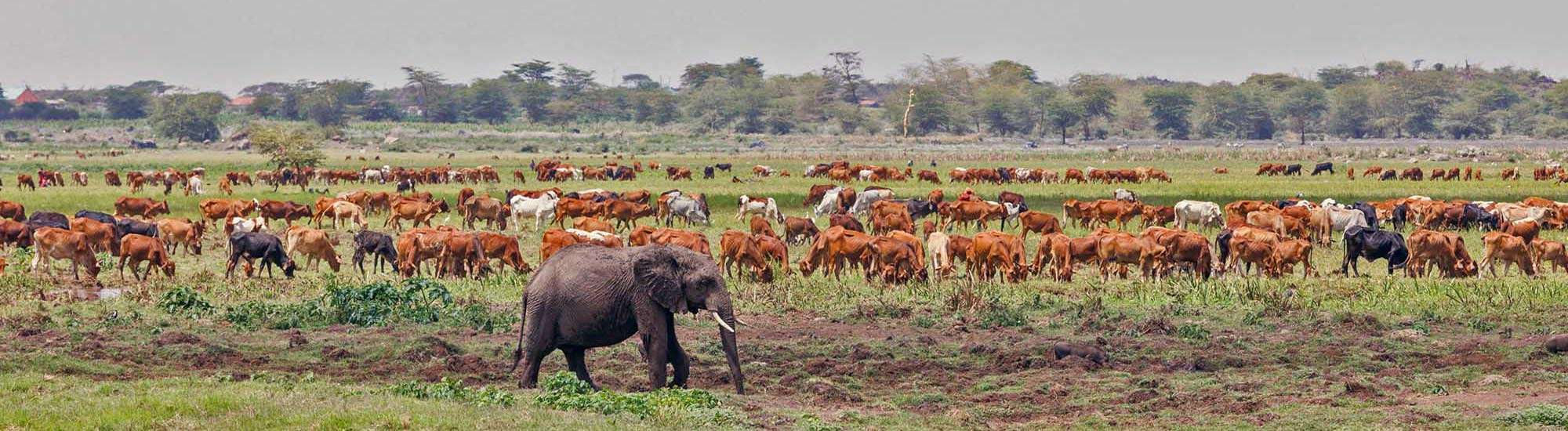 Human Elephant Conflict Mitigation