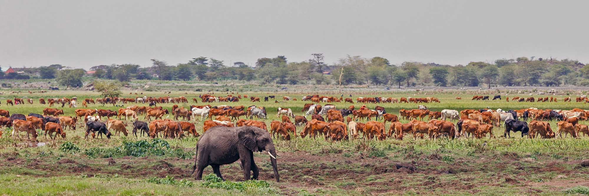 Human Elephant Conflict Mitigation