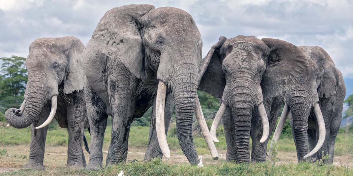 The Amboseli Super Pack