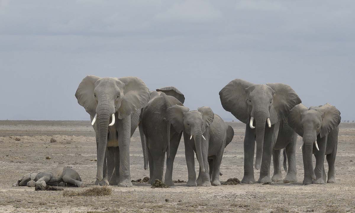 BONE Dry: Amboseli's Struggle for Survival 