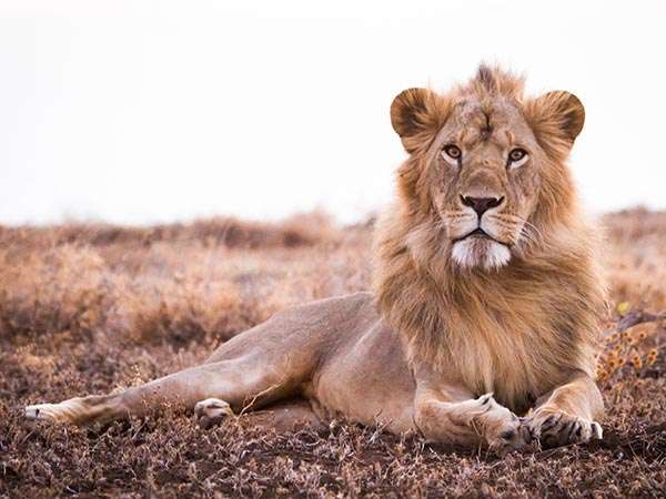 Mitigating Human-Wildlife Conflict