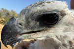 260602 eagle