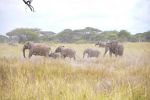 261001 elephant collaring  1 of 