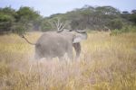 261001 elephant collaring  2 of 