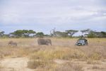 261001 elephant collaring  3 of 