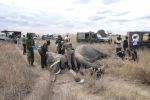 261001 elephant collaring  6 of 