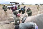 261001 elephant collaring  7 of 