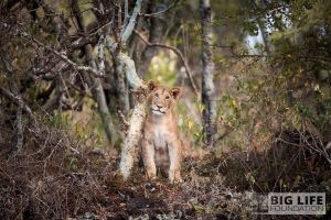 blf gallery jg lion cub