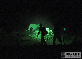 blf gallery rangers chasing elephants from farmland area