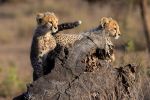 joshua clay 2602 cheetah cubs kimana sanctuary j7a3963