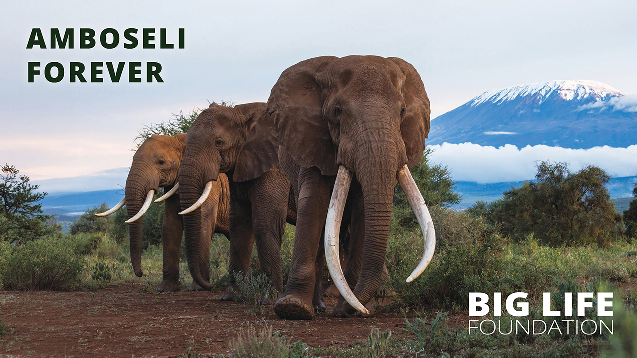 Amboseli Forever
