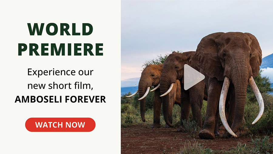 Introducing Amboseli Forever