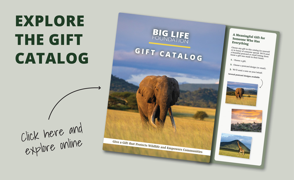 Introducing Amboseli Forever