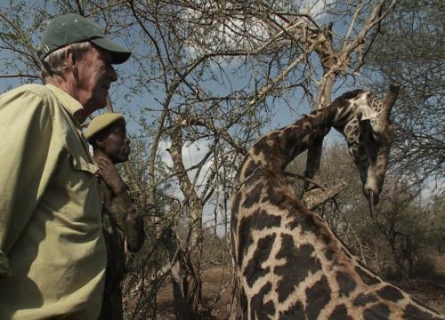 110810 1 5 Rampant Poaching in Rombo Area of Newest Big Life Camp Quickly Reduced by Multiple Arrests by Big Life Rangers