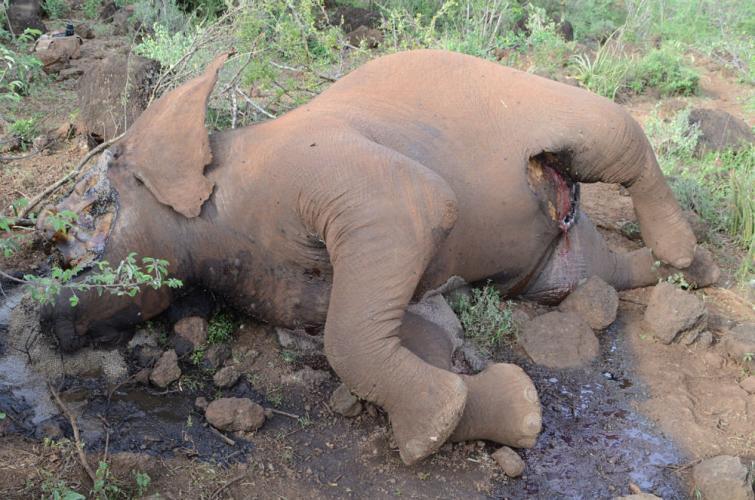 120515 1 1 Big Life Holds Back the Flow of Blood in the Amboseli Ecosystem