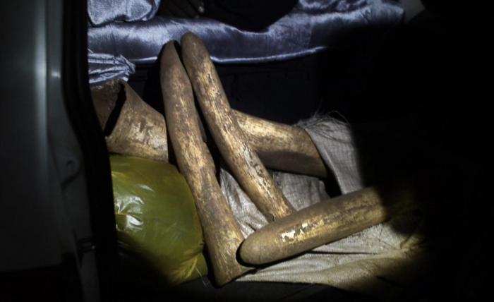 120608 1 1 Tusks Recovered from Ivory Bust Kimana May 2012