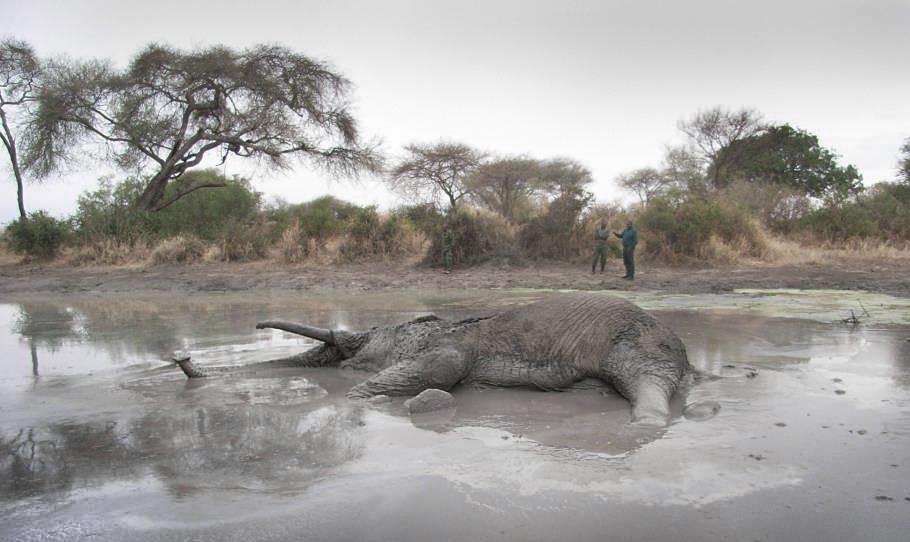 130202 1 1 The New Battleground for Big Life Tanzanias Tarangire Manyara Region