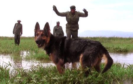 130226 1 2 Big Life Tanzanias Dog Unit Saves Elephants