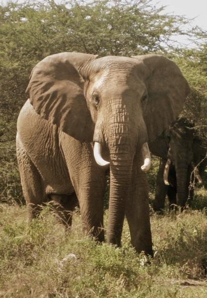 130920 1 3 Two Crop Raiding Elephants Found and Treated for Spear Wounds