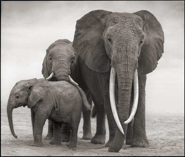 131116 1 2 Qumquat with Daughter and Granddaughter Amboseli 2012 (c) Nick Brandt 