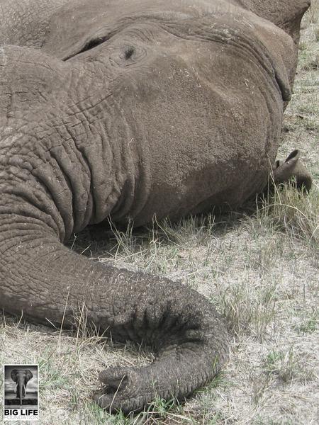 140404 2 1 Another Bull Elephant Poached in the Area Big Life Hopes to Expand Into