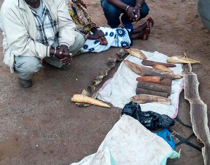 170326 1 1 Ivory Dealers an Endangered Species in Amboseli