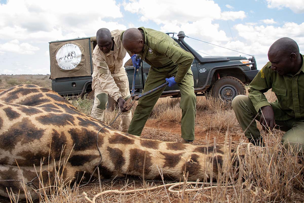 230331 snare removed from giraffes neck 2