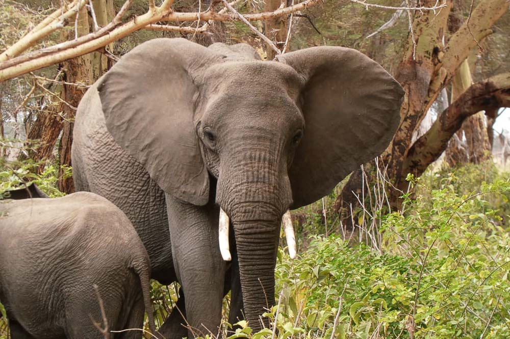 230804 Elephant treated in kimana 3