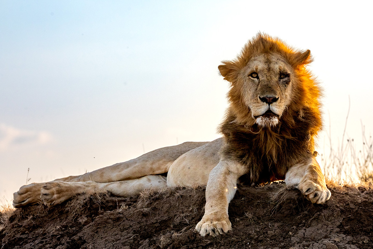 250810 A fine lion