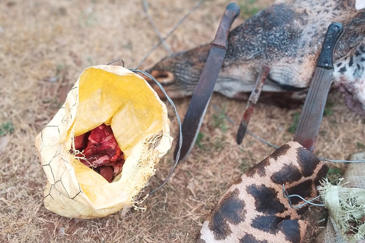 250903 giraffe butchers 1