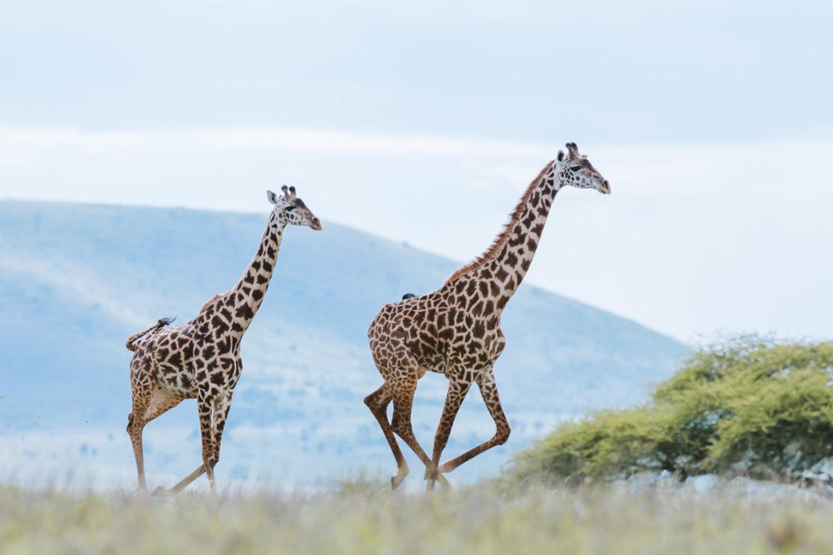 250903 giraffe butchers 2