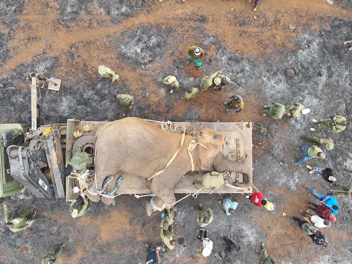 251014 translocation