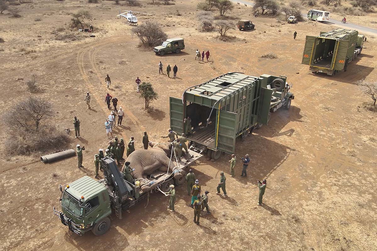 251014 translocation