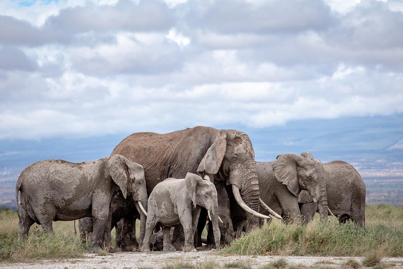 210325 elephants in kimana sanctuary