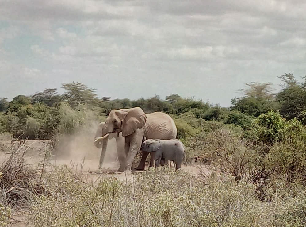 220725 bab elephant well rescue in enduimet