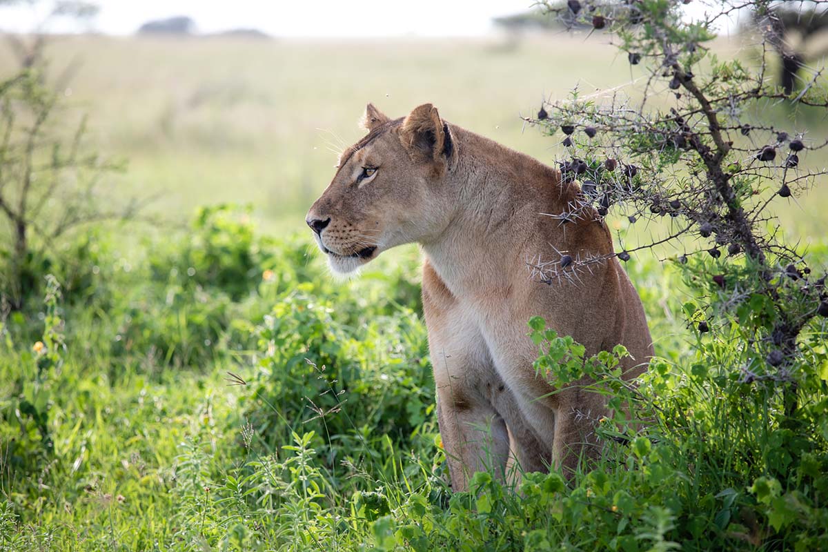 220810 World Lion Day