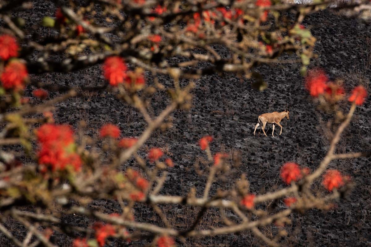 221207 erythrina and kongoni chyulu hills