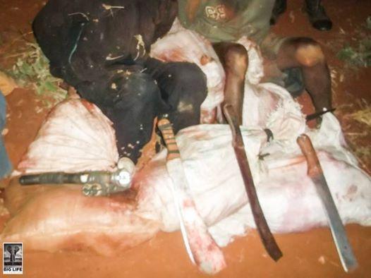 140721 1 1 As Bushmeat Poaching Intensifies Arrests Made