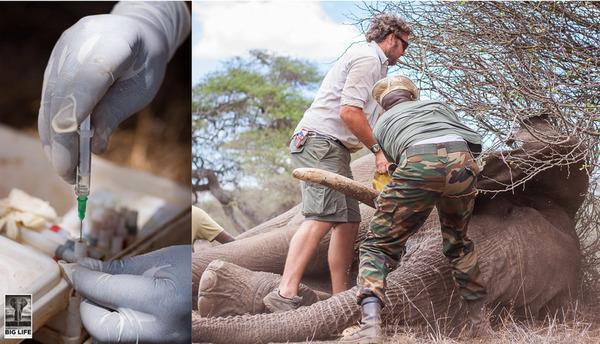 141014 1 1 Elephant with Cancer Treated in Bush Operation