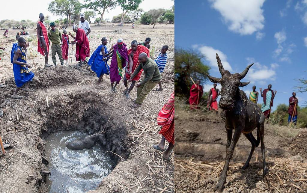 150913 1 1 Baby Wildebeest Gets Lifeline