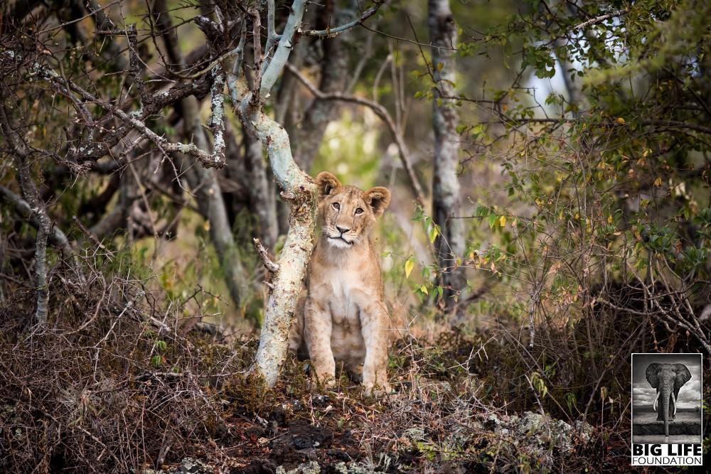 Lion Cub