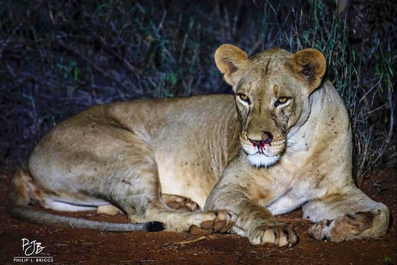 190607 Lucky lioness survives close shave Philip Briggs