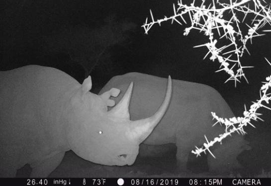 190920 rhino captured on trail camera in East Africa