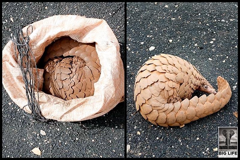 191104 pangolins targeted for wildlife trafficking