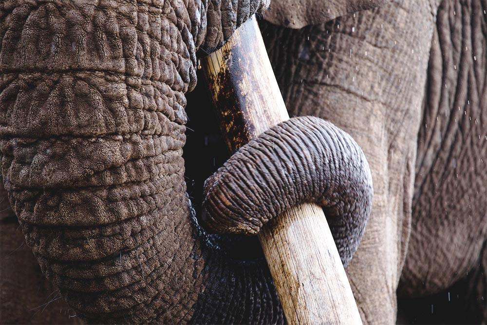 200131 A large tusker elephant in east africa