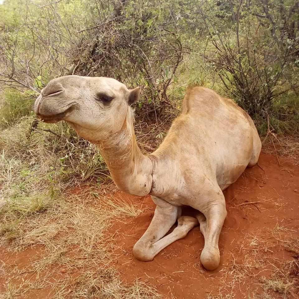 200529 camel waits to have snare removed2