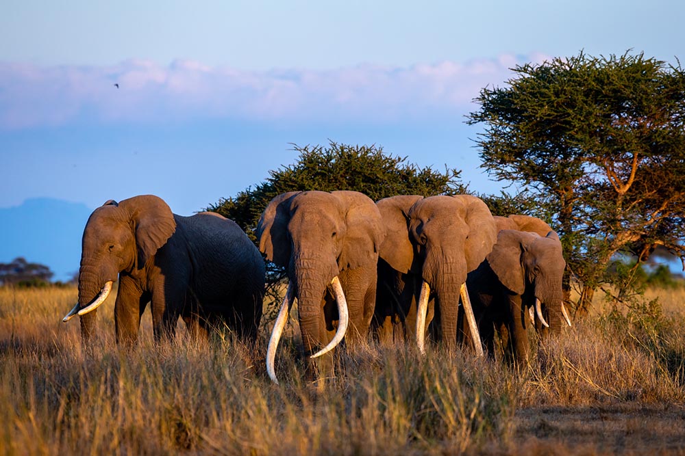 200709 elephants in amboseli