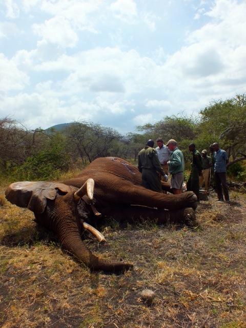 Nat Geo Interview With Richard Bonham About Torn Ear