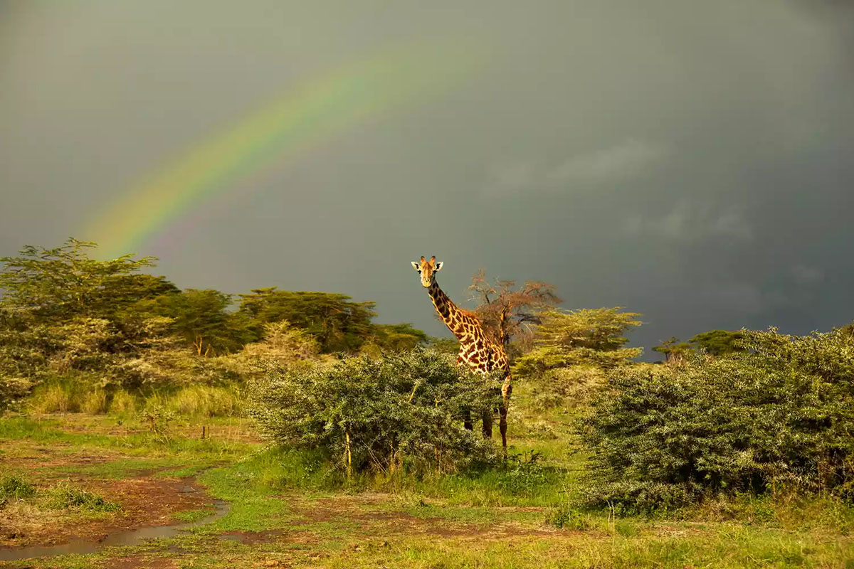 240401 TAL giraffe kenya ANGAMA0424 dbb3a1b311fb482f926401d115d3aa70