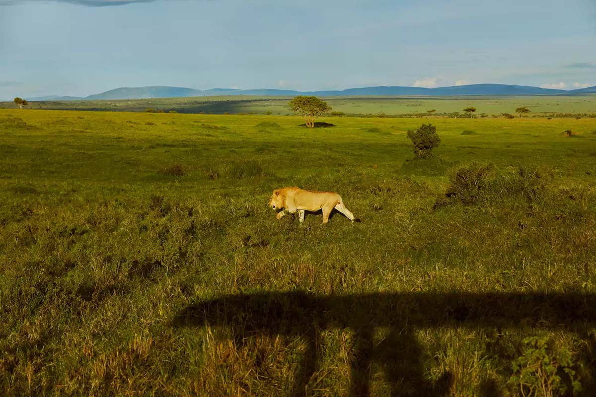 240401 TAL lion safari kenya ANGAMA0424 51bc9109ec9f4699bb57fd1e2fafe51b